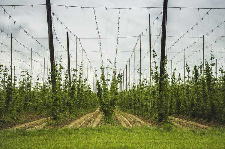 You are currently viewing Prise en charge des vignes de houblon : découvrez le soutien aux plantes de houblon