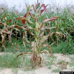 Lire la suite à propos de l’article Traiter le retard de croissance du maïs – Comment gérer les plants de maïs sucré rabougris