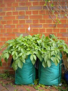 Lire la suite à propos de l’article Plants de pommes de terre surélevés – Méthodes de culture de pommes de terre hors sol