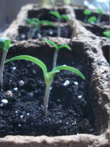 Lire la suite à propos de l’article Planter des graines de tomates – Comment démarrer des plants de tomates à partir de graines