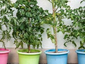 Lire la suite à propos de l’article Qu'est-ce qu'une tomate de patio – Apprenez à cultiver des tomates de patio