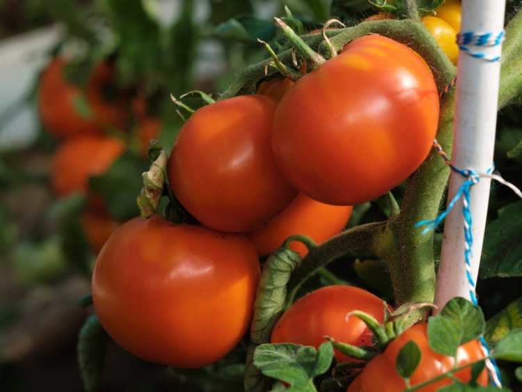 You are currently viewing Informations sur le feu solaire – Comment faire pousser une tomate à feu solaire