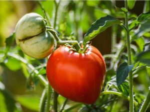 Lire la suite à propos de l’article Soins des tomates Early Girl – Apprenez à cultiver des tomates Early Girl