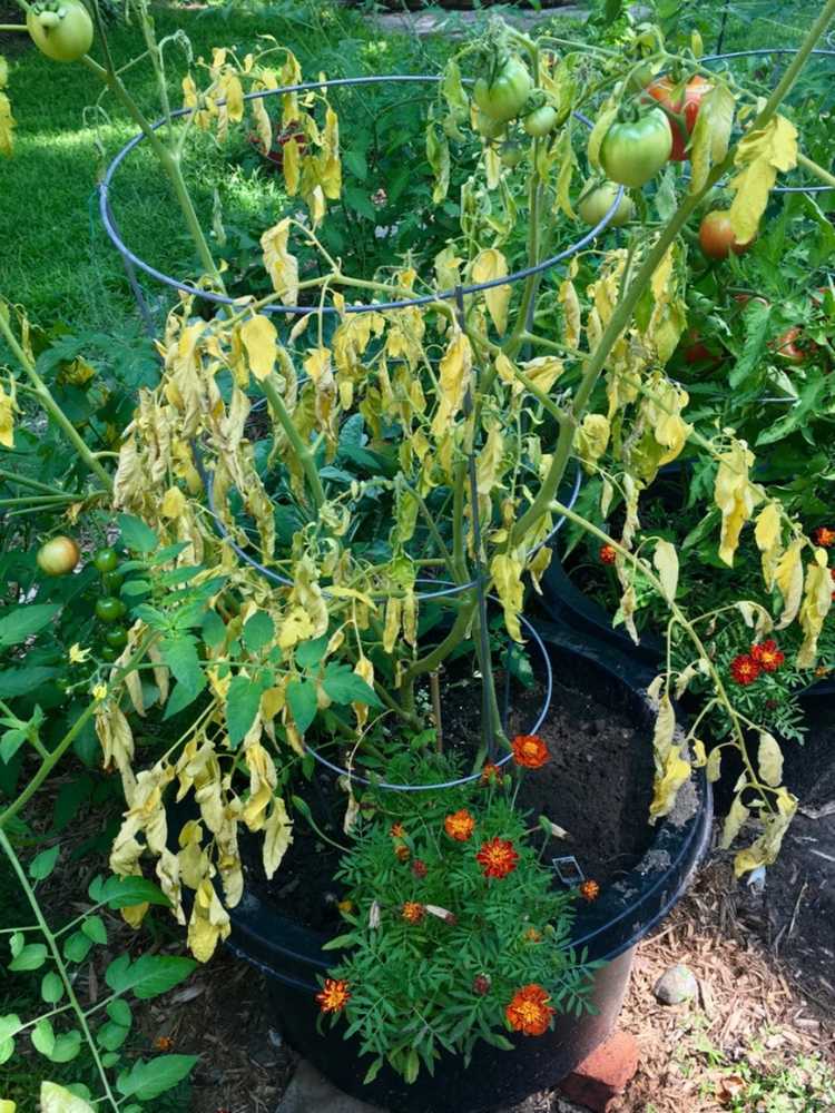 Lire la suite à propos de l’article Flétrissement des plants de tomates – Qu'est-ce qui fait flétrir et mourir les plants de tomates