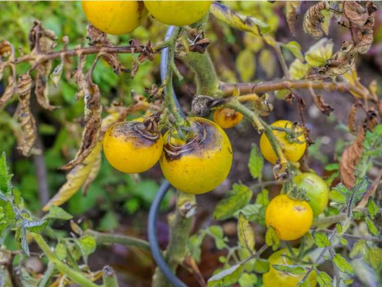 You are currently viewing Maladies des plants de tomates et comment identifier une maladie dans les plants de tomates