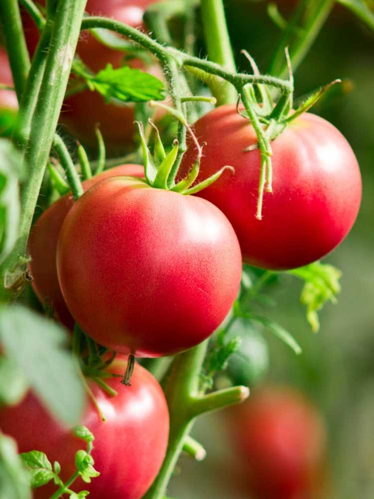 Lire la suite à propos de l’article Conseils pour cultiver des tomates – Comment faire pousser des tomates