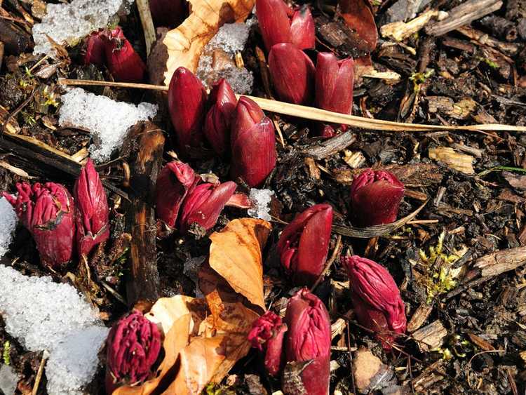 You are currently viewing Pivoines rafraîchissantes : quelles sont les heures de refroidissement des pivoines