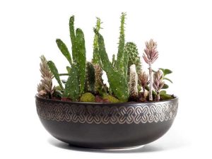 Lire la suite à propos de l’article Entretien des plats de cactus – Comment entretenir un jardin de plats de cactus