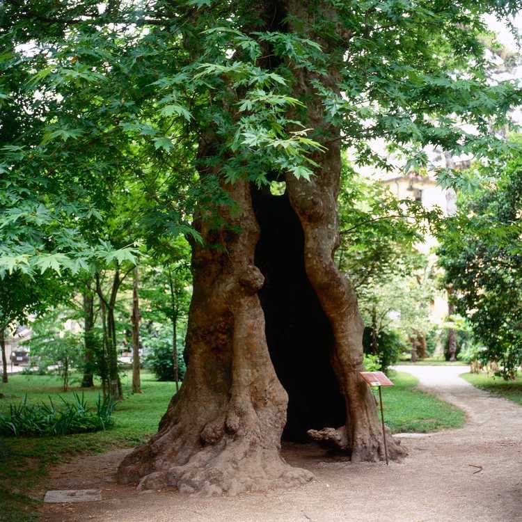 Lire la suite à propos de l’article Histoire des platanes : d'où viennent les platanes de Londres