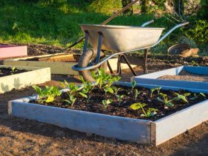 Lire la suite à propos de l’article Apprenez les bases du potager