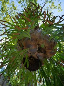 Lire la suite à propos de l’article Arroser une fougère staghorn: besoins en eau pour les fougères staghorn