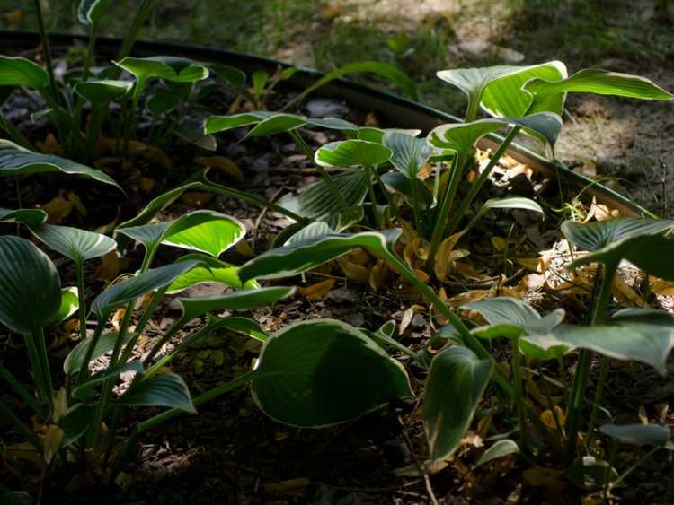 Lire la suite à propos de l’article Ombre dense dans les jardins : exactement ce qu'est l'ombre complète