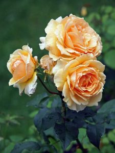 Lire la suite à propos de l’article Apprenez-en davantage sur les roses et la plénitude de leur floraison