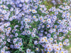 Lire la suite à propos de l’article Variétés d'aster bleu – Choisir et planter des asters bleus