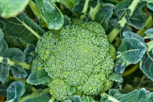 Lire la suite à propos de l’article Variété de brocoli Green Magic : Cultiver des plantes de brocoli Green Magic