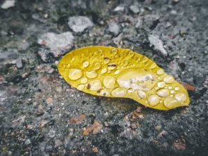 Lire la suite à propos de l’article Qu'est-ce que les pluies acides : conseils pour protéger les plantes contre les dommages causés par les pluies acides