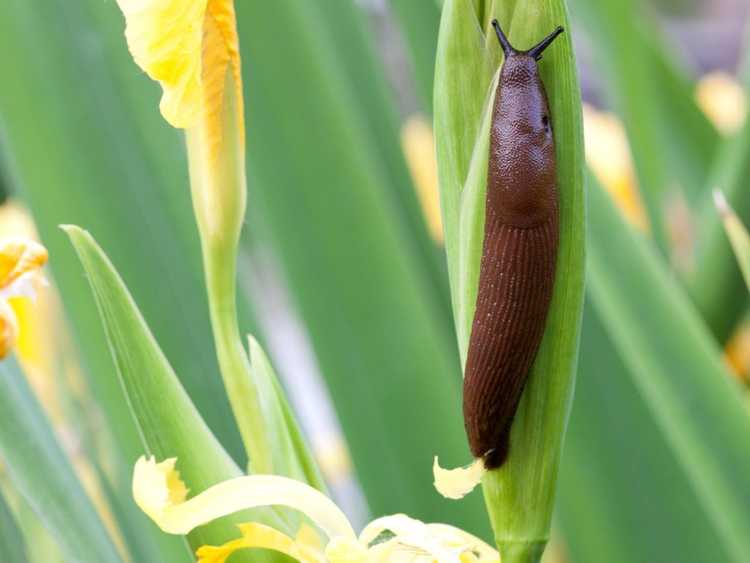 Lire la suite à propos de l’article Ravageurs courants du jardin qui émergent après la pluie