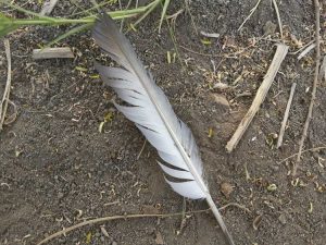 Lire la suite à propos de l’article Pouvez-vous composter des plumes d'oiseaux : comment composter des plumes en toute sécurité