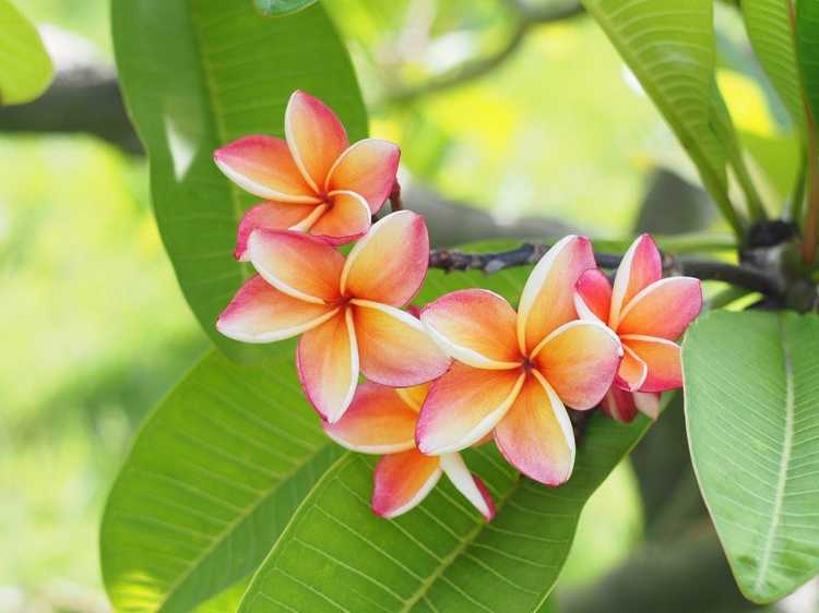 Lire la suite à propos de l’article Déplacer des plantes de Plumeria : comment et quand déplacer un Plumeria