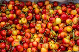 Lire la suite à propos de l’article Informations sur les cerises douces Rainier – Comment faire pousser des cerises Rainier