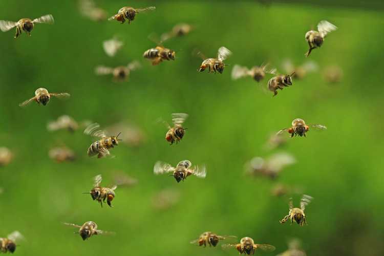 Lire la suite à propos de l’article Fleurs toxiques pour les abeilles : quelles plantes sont toxiques pour les abeilles