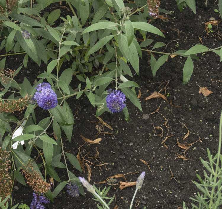 Lire la suite à propos de l’article Diviser l'arbuste aux papillons : comment et quand diviser les plantes de l'arbuste aux papillons