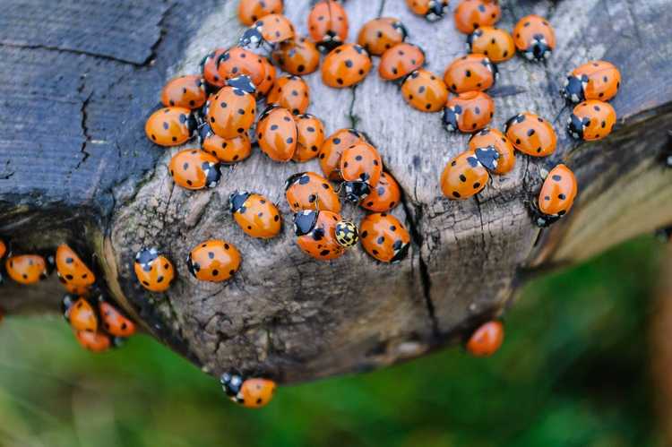 You are currently viewing Acheter de bons insectes – Si vous achetez des insectes bénéfiques pour votre jardin