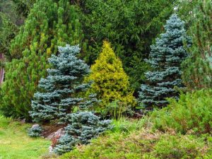 Lire la suite à propos de l’article Idées de conception de conifères : utiliser des conifères dans le jardin