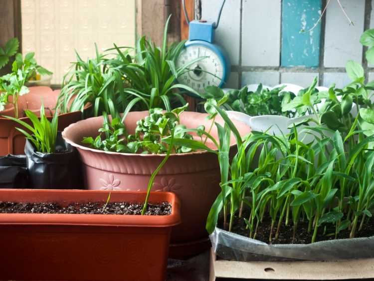 Lire la suite à propos de l’article Légumes en pot : solutions alternatives pour les jardiniers urbains
