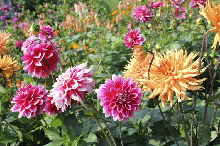 You are currently viewing Diviser les bulbes de dahlia : comment et quand diviser les tubercules de dahlia