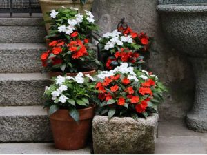 Lire la suite à propos de l’article Fleurs d'ombre en pot – Fleurs tolérantes à l'ombre pour conteneurs