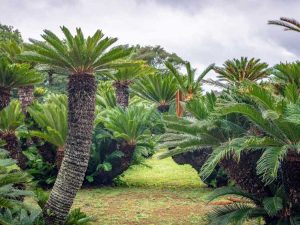 Lire la suite à propos de l’article Que sont les cycas : en savoir plus sur la culture des plantes cycadales