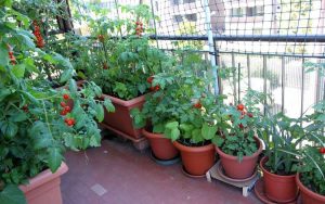 Lire la suite à propos de l’article Plantes potagères de brousse : utiliser des légumes de brousse pour les jardins urbains