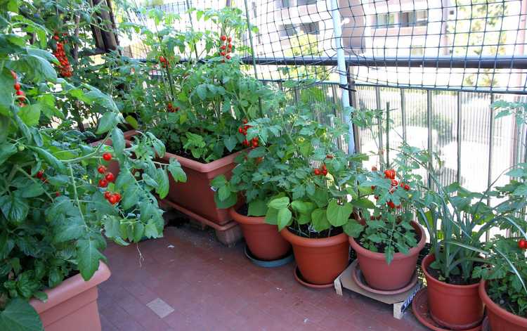 You are currently viewing Plantes potagères de brousse : utiliser des légumes de brousse pour les jardins urbains