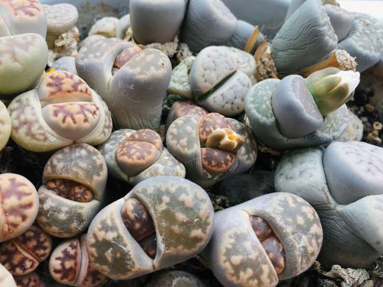 You are currently viewing Lithops Succulent : Comment faire pousser des plantes en pierre vivantes