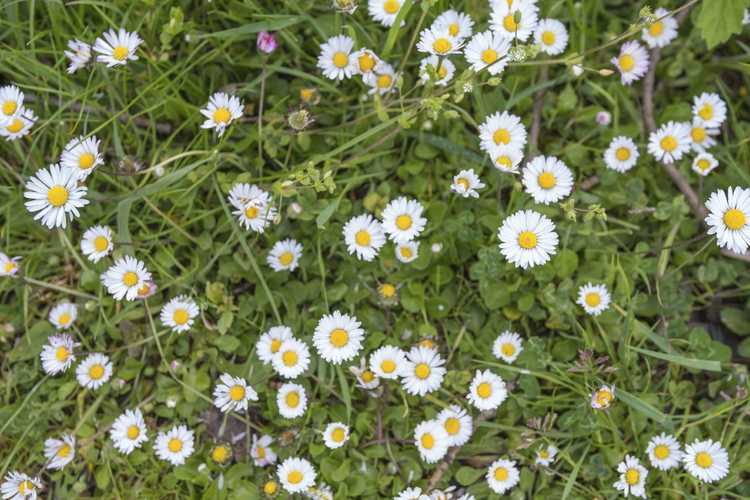 You are currently viewing Bellis Daisy Lawn Alternative : Utiliser des marguerites anglaises pour les pelouses