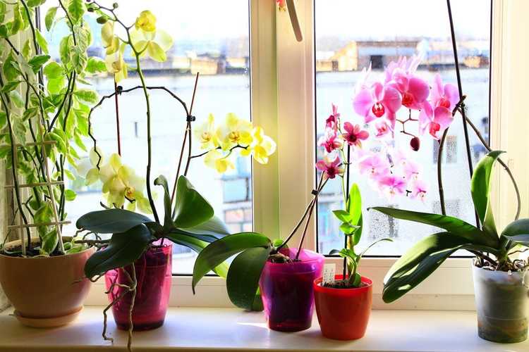 You are currently viewing Types de pots pour orchidées – Existe-t-il des conteneurs spéciaux pour les plantes d’orchidées