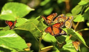 Lire la suite à propos de l’article Informations sur la migration des papillons : que planter pour les papillons migrateurs
