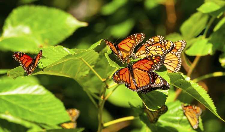 You are currently viewing Informations sur la migration des papillons : que planter pour les papillons migrateurs