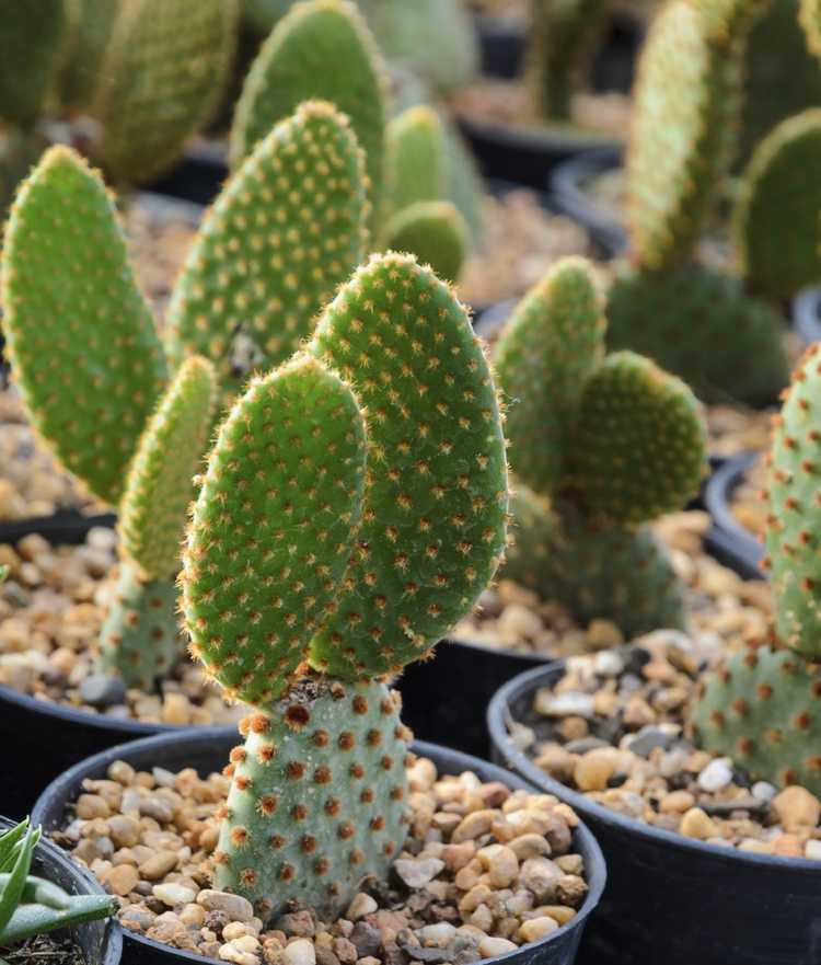 You are currently viewing Plante de cactus à oreilles de lapin – Comment faire pousser un cactus à oreilles de lapin