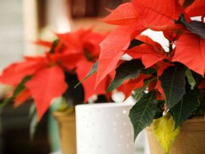 Lire la suite à propos de l’article Soins des poinsettias après Noël : que faire avec les poinsettias après les vacances