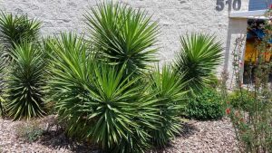 Lire la suite à propos de l’article Culture de yucca à feuilles courbes: Comment faire pousser des plantes de yucca à feuilles courbes