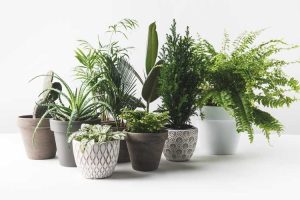 Lire la suite à propos de l’article Utilisation de soucoupes végétales – Les plantes en pot ont-elles besoin de soucoupes