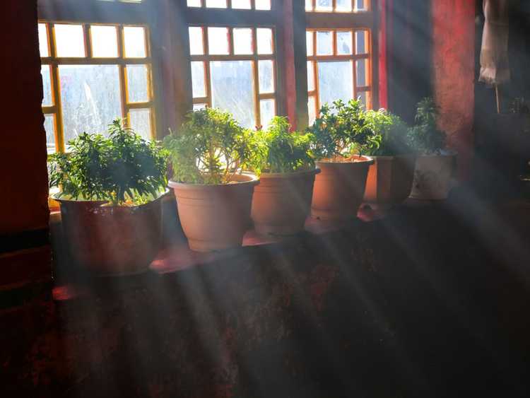 Lire la suite à propos de l’article Comment la lumière affecte la croissance d’une plante et les problèmes liés à un manque de lumière