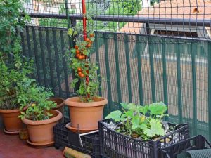 Lire la suite à propos de l’article En savoir plus sur le potager sur balcon