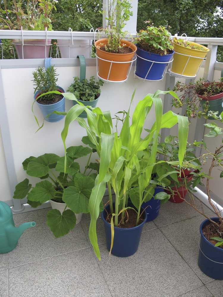 Lire la suite à propos de l’article Plantes potagères en conteneurs : variétés de légumes adaptées aux conteneurs