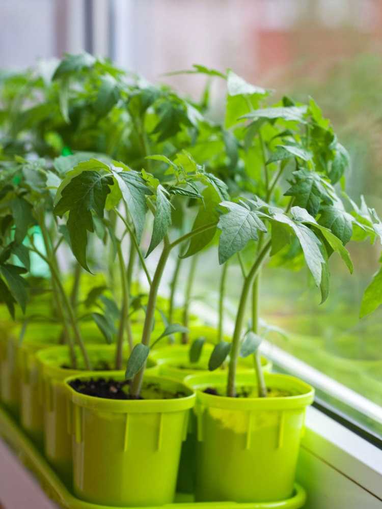 You are currently viewing Cultiver des tomates en intérieur – Conseils pour faire pousser des plants de tomates pendant l'hiver