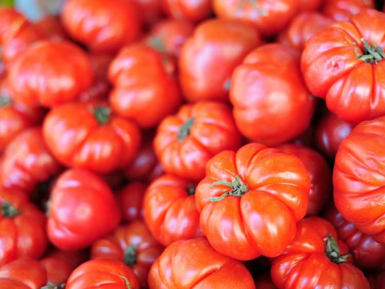 You are currently viewing Cultiver des plants de tomates Beefsteak dans le jardin