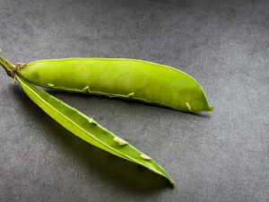 Lire la suite à propos de l’article Au secours, mes dosettes sont vides : raisons pour lesquelles les plantes dotées de dosettes ne produisent pas