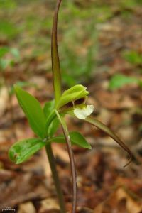 Lire la suite à propos de l’article Qu'est-ce qu'une pogonie verticillée – En savoir plus sur les plantes de pogonie verticillée